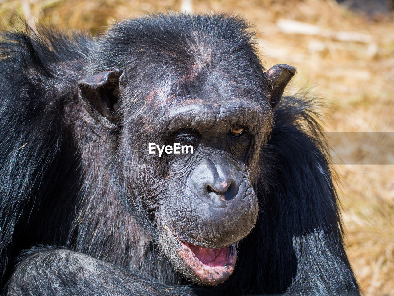 Close-up portrait of chimpanzee winking, zambia, africa