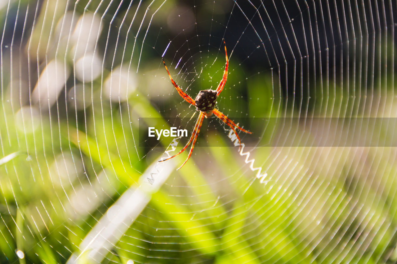 An argiope lobata pallas spider, on its web in the garden