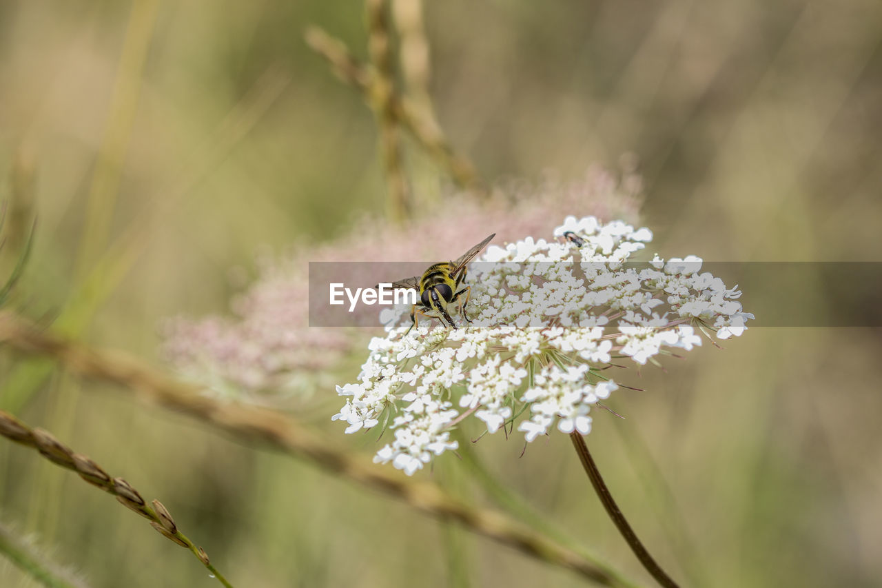 Close-up of bee on flower