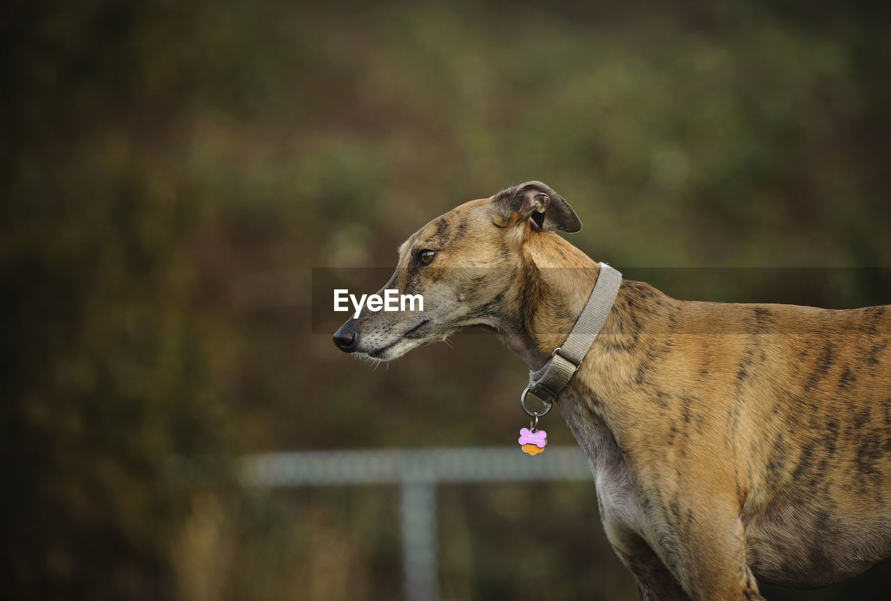 Greyhound standing on field in park