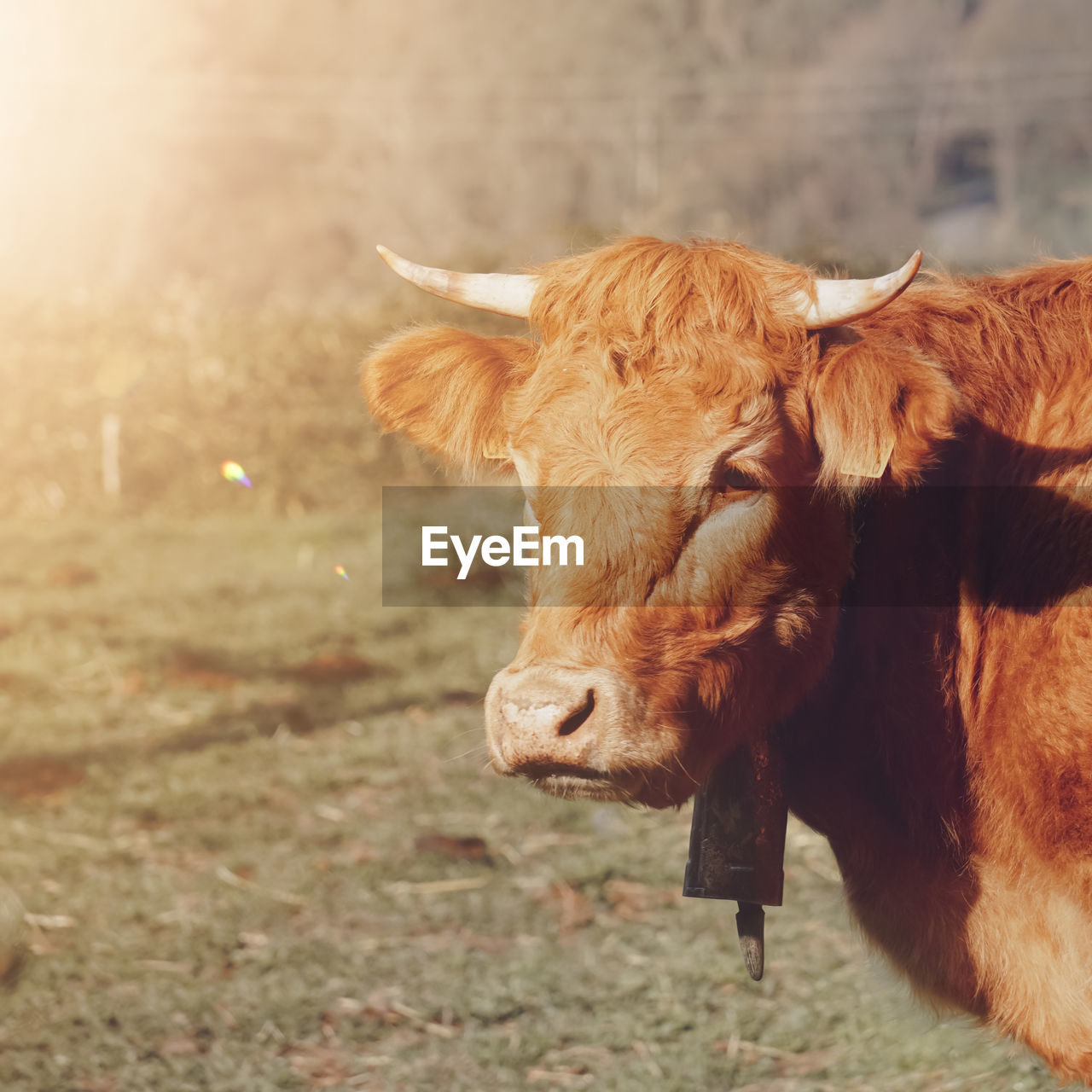 Cow standing in a field