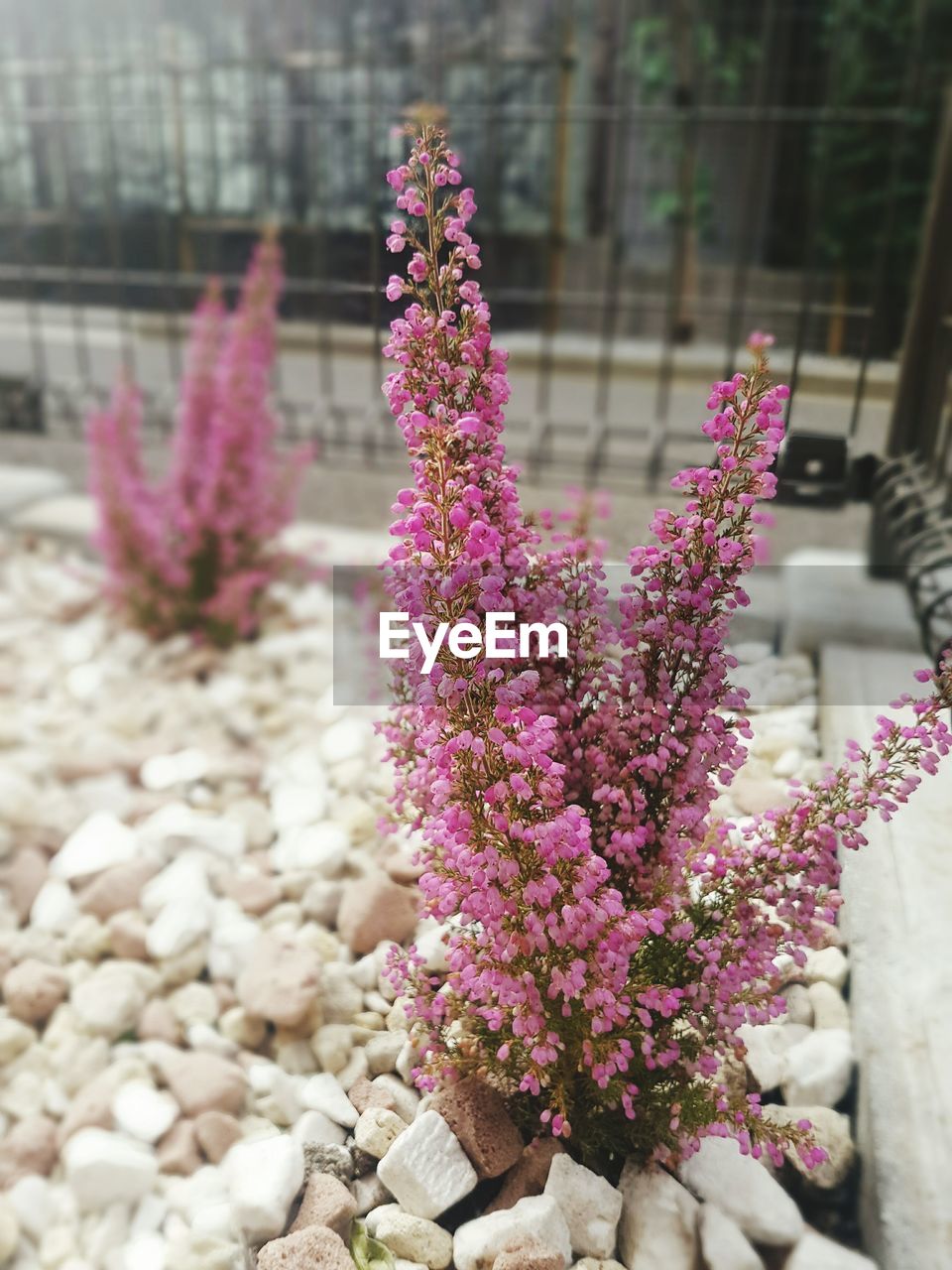 CLOSE-UP OF PURPLE FLOWERS