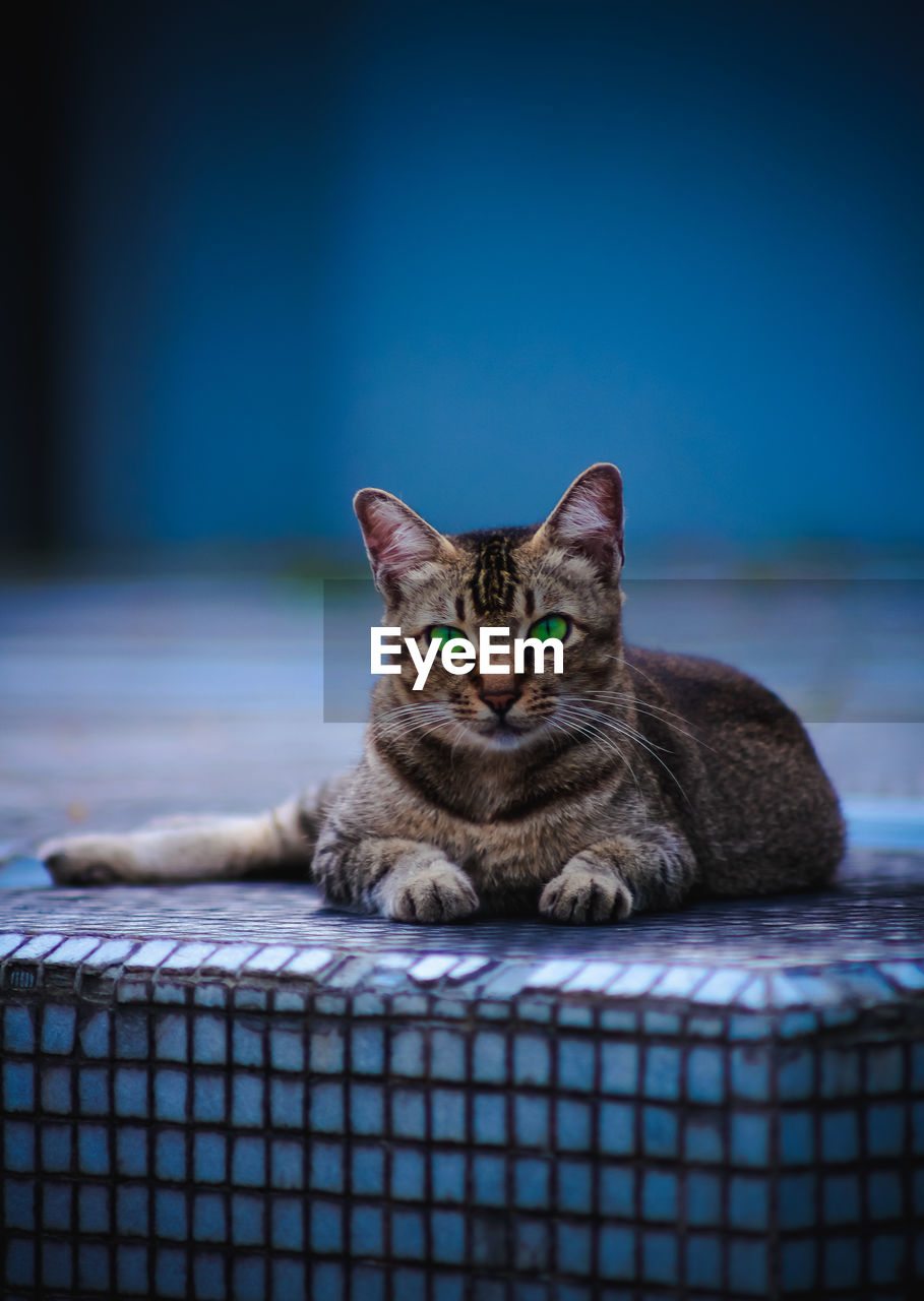 PORTRAIT OF A CAT SITTING ON THE FLOOR