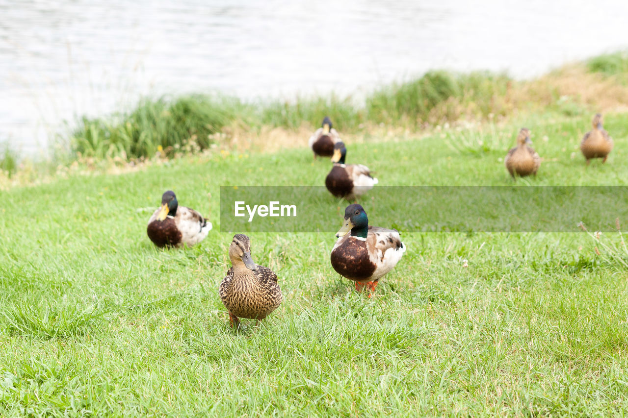 Flock of birds on grassy field