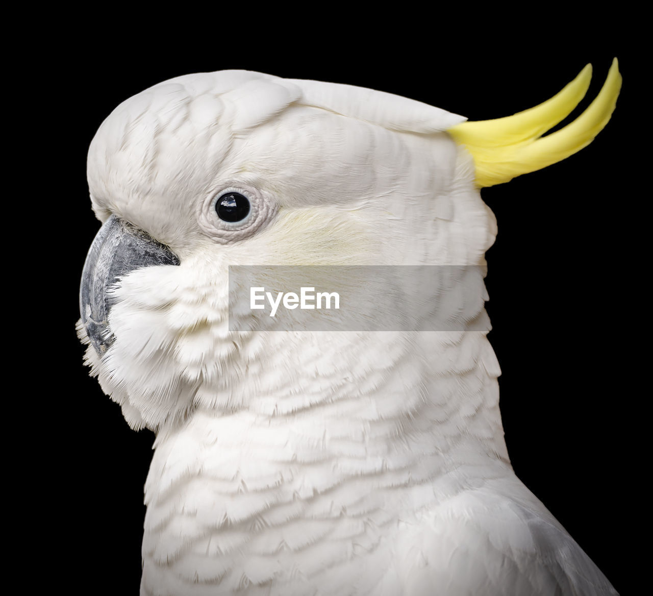 Stunning portrait of a cockatoo parrot bird against a black background