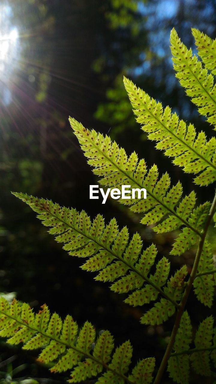 Close-up of green leaves