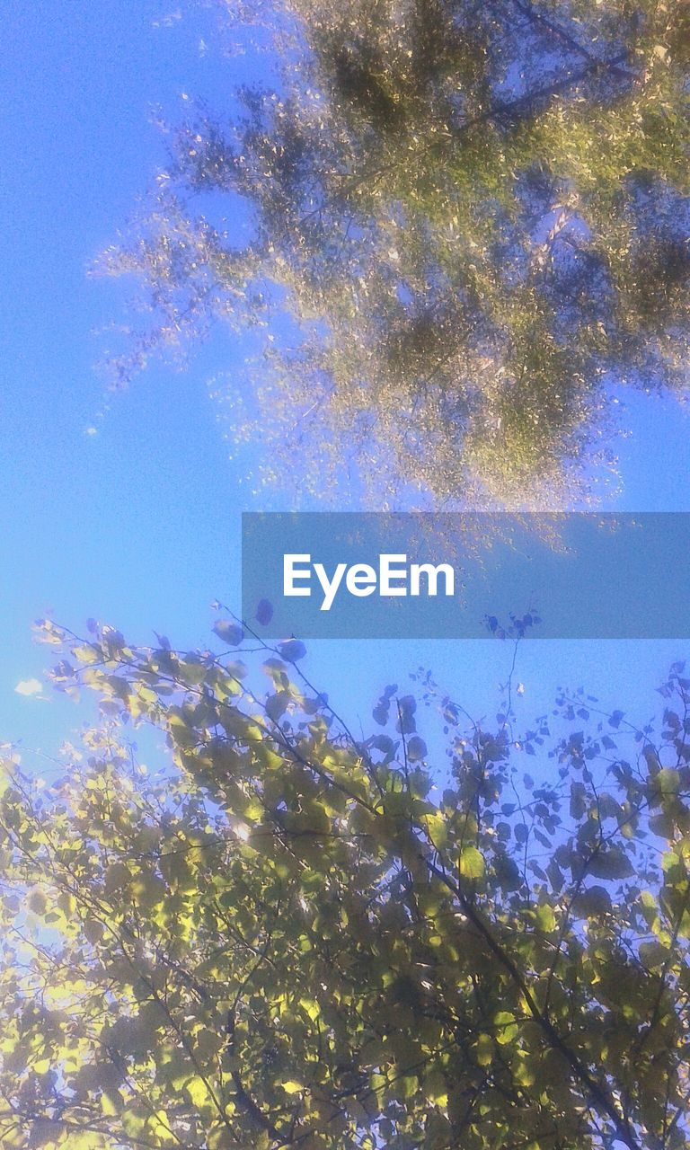 LOW ANGLE VIEW OF TREES AGAINST BLUE SKY