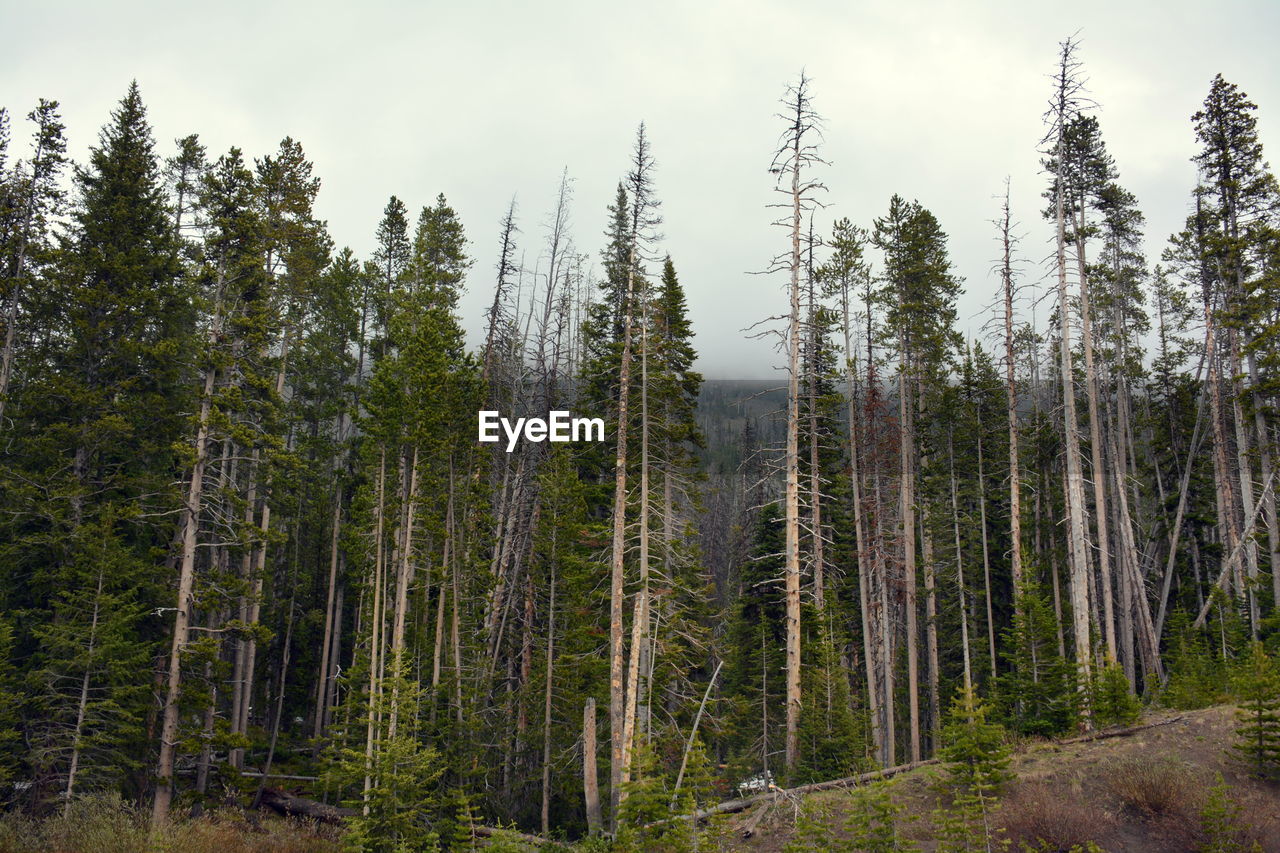 Pine trees in forest against sky