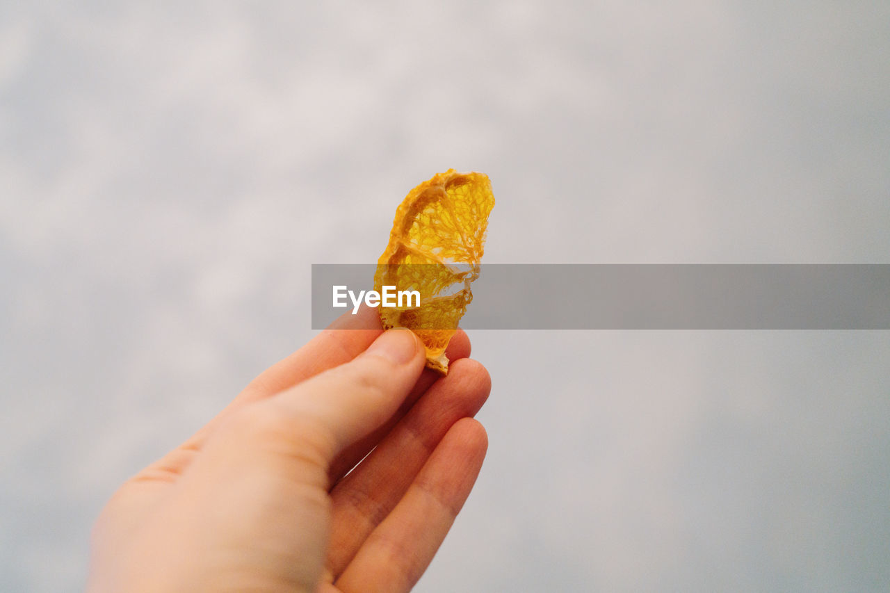 Close-up of hand holding leaf