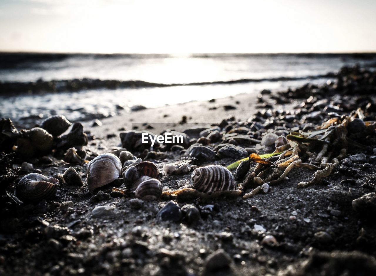 Shells on shore at beach