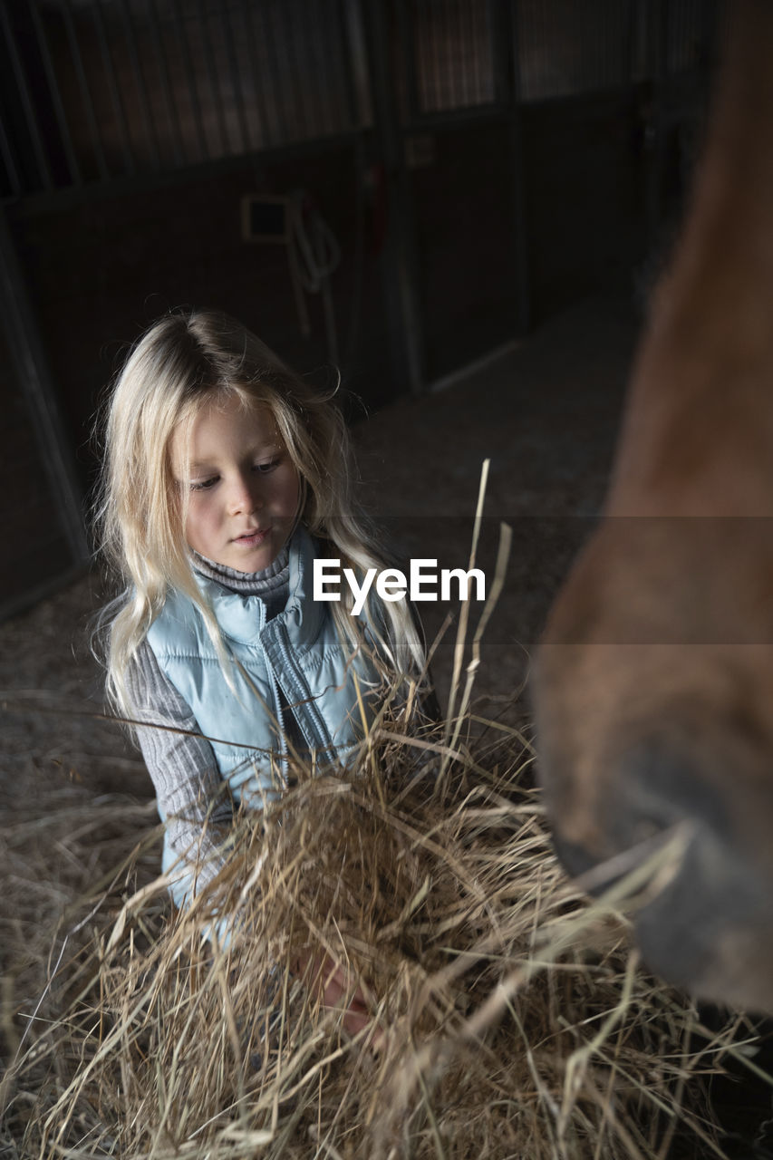 Girl feeding hay to bay horse in stable