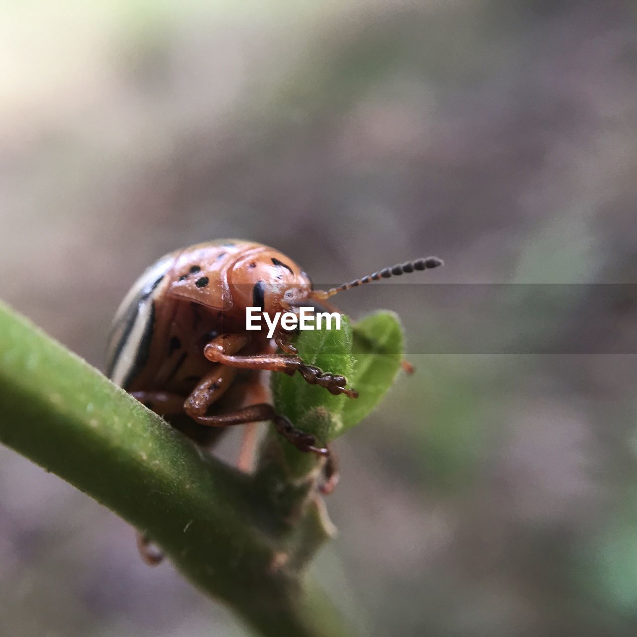 Close-up of june beetle eating leaf