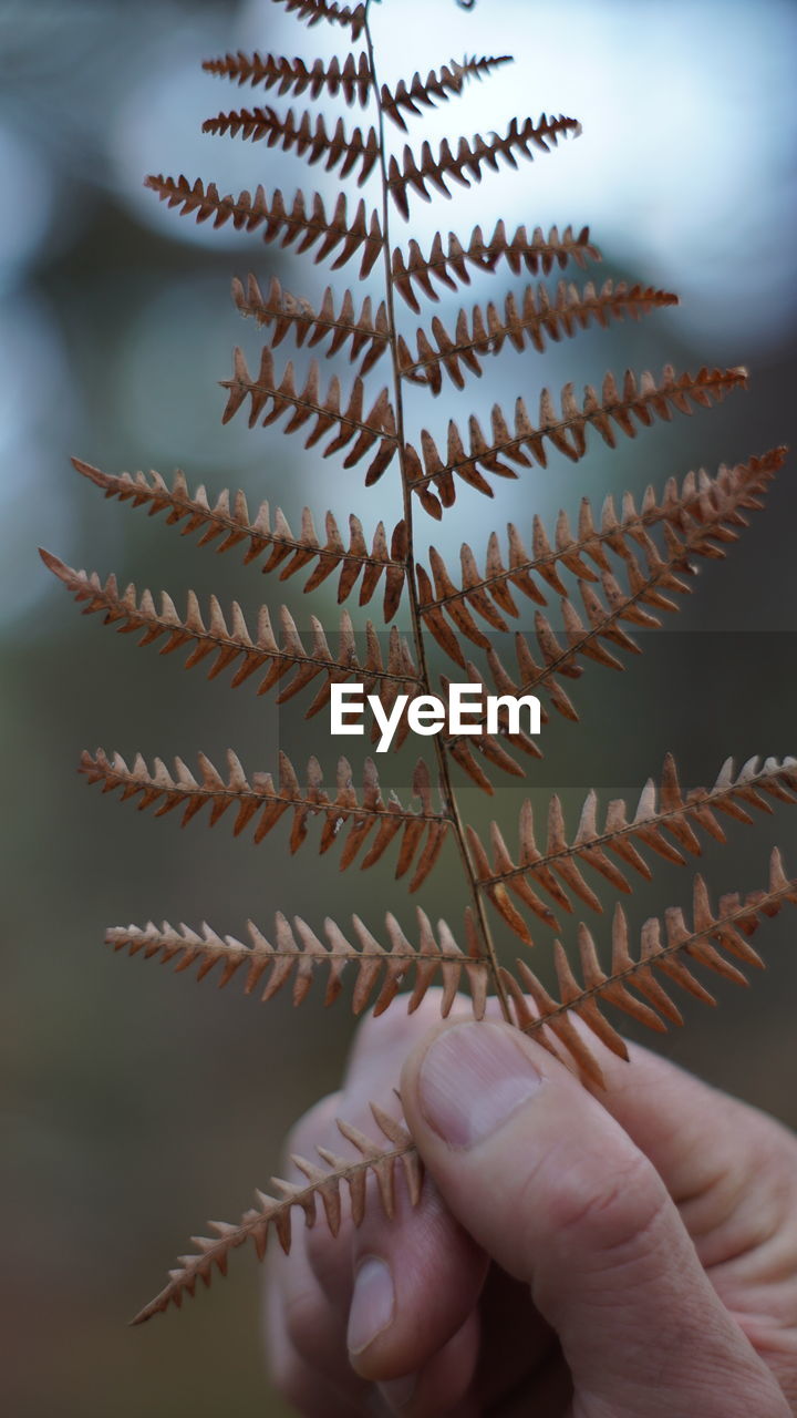 Close-up of hand holding leaf