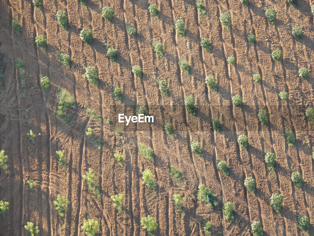 Full frame shot of trees on field overflying agricultural land in myanmar. 