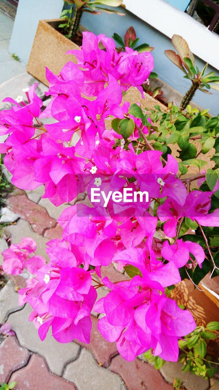 CLOSE-UP OF PINK FLOWERS PLANT