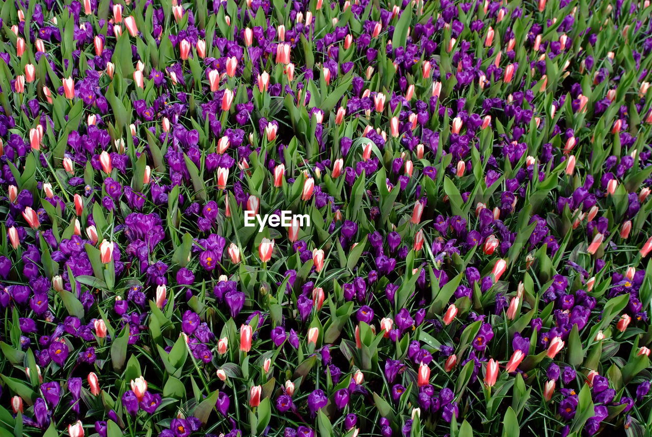 Close-up of purple flowers blooming in field