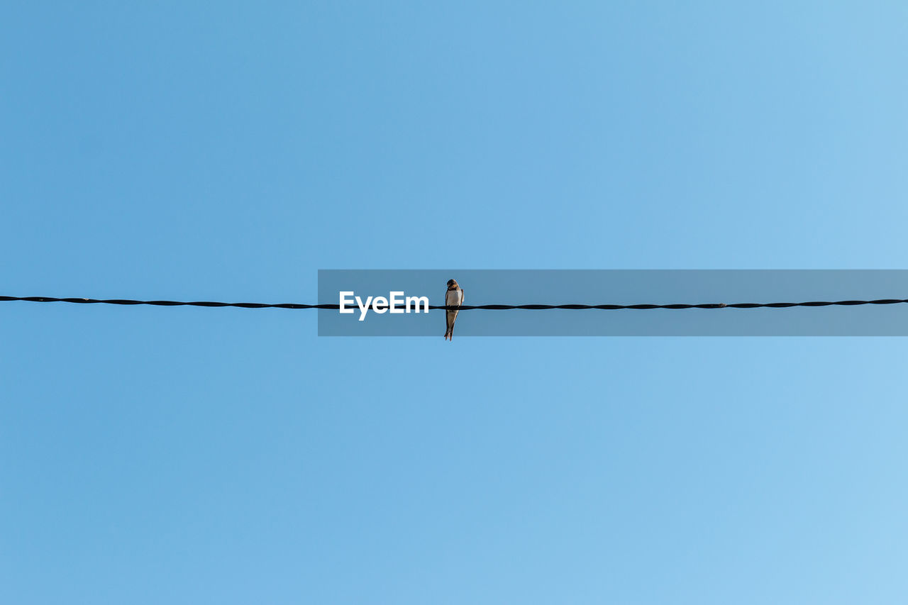 Low angle view of bird perching on cable against clear sky