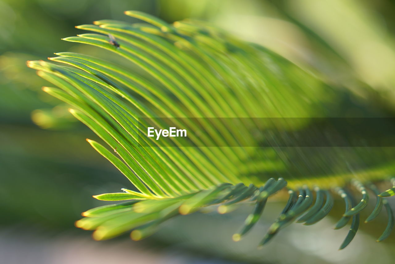 CLOSE-UP OF GREEN LEAVES ON PLANT