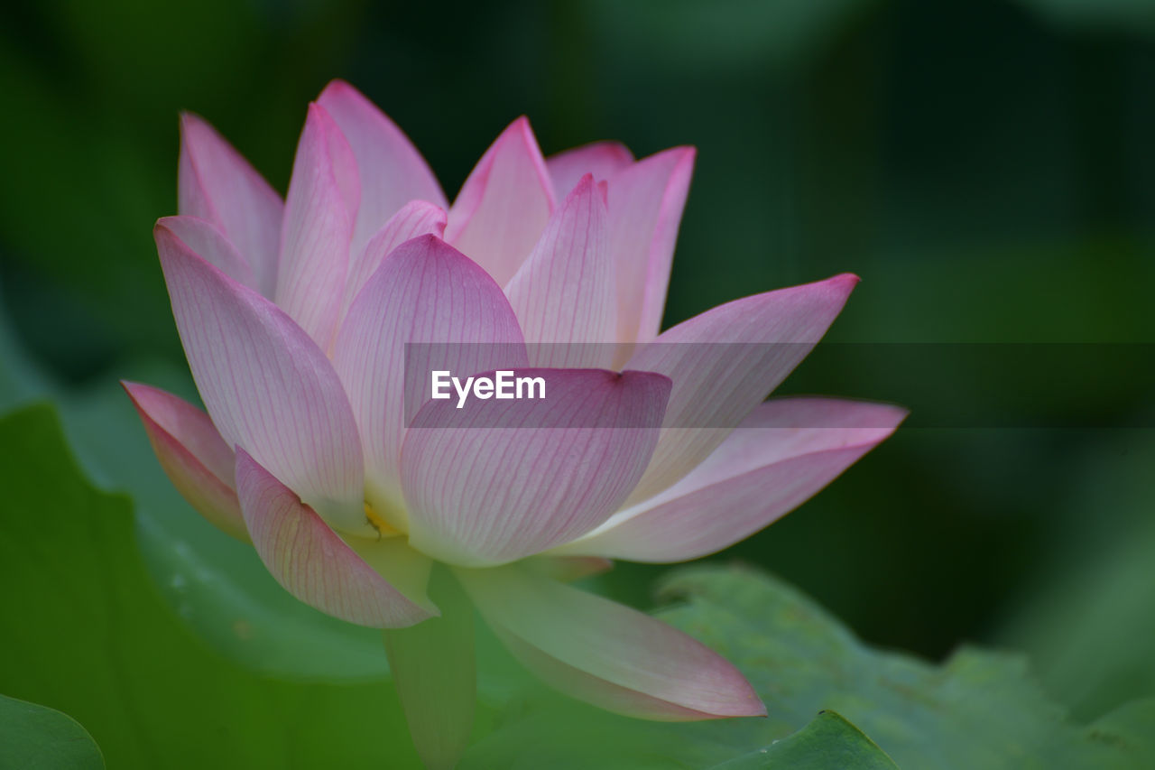 flower, flowering plant, aquatic plant, plant, water lily, freshness, beauty in nature, proteales, pink, leaf, lotus water lily, pond, plant part, petal, close-up, nature, water, inflorescence, flower head, lily, fragility, macro photography, no people, green, growth, outdoors, focus on foreground, blossom, springtime, plant stem