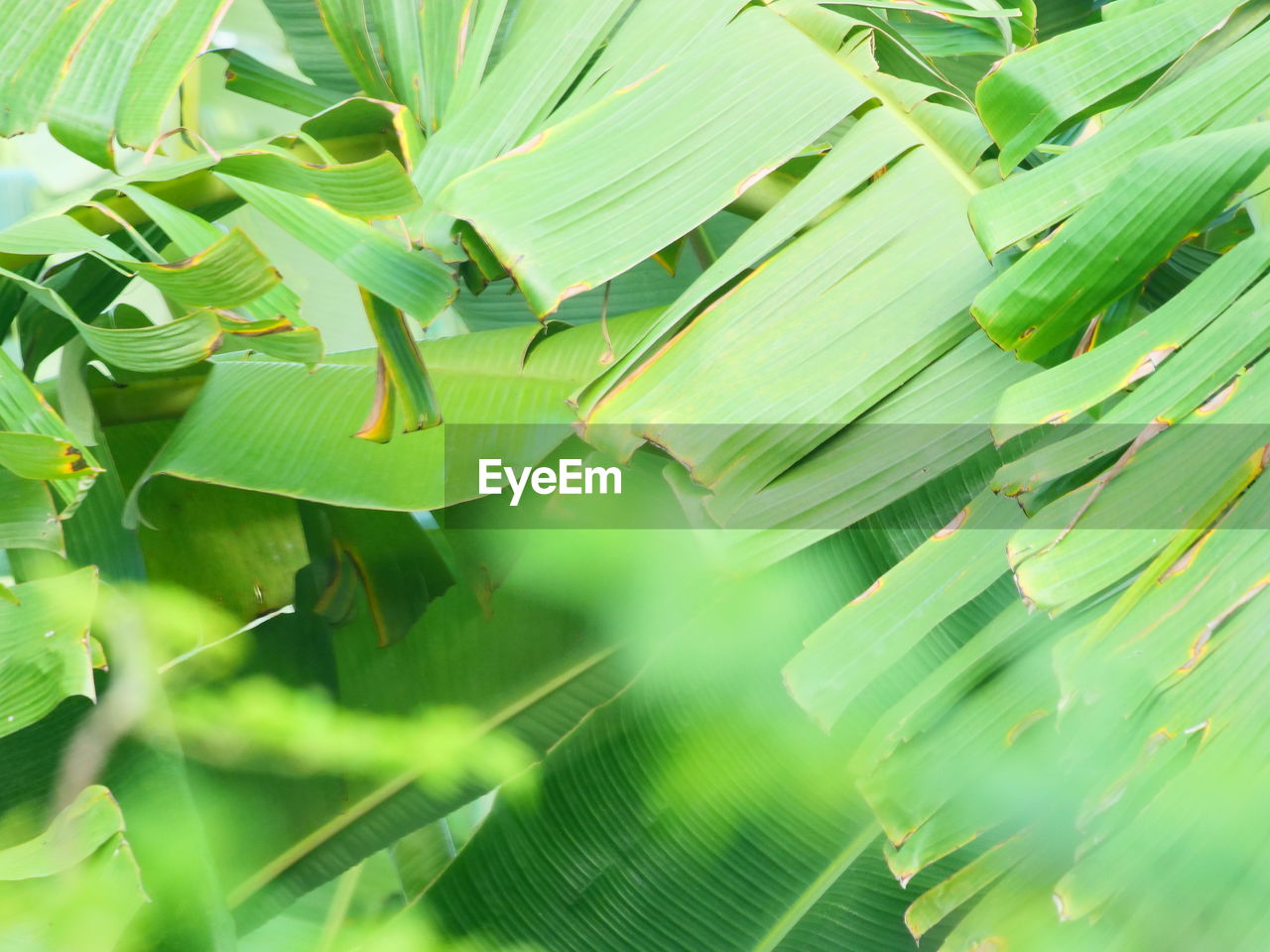 Background image of fresh green banana leaves