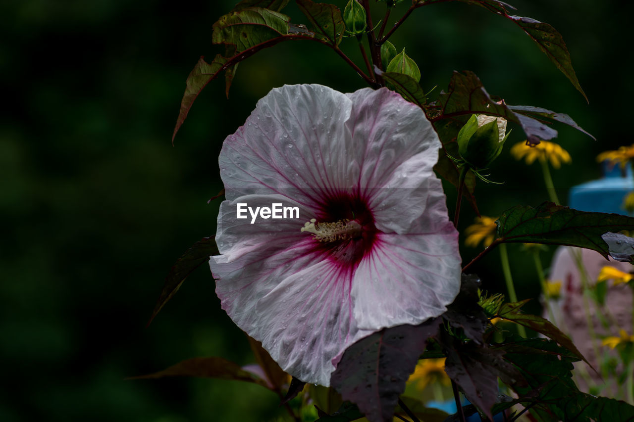 CLOSE-UP OF HIBISCUS