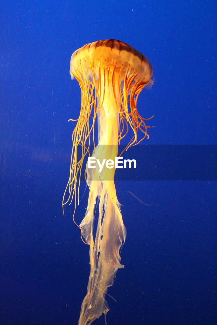 Sea nettle jellyfish swimming in aquarium
