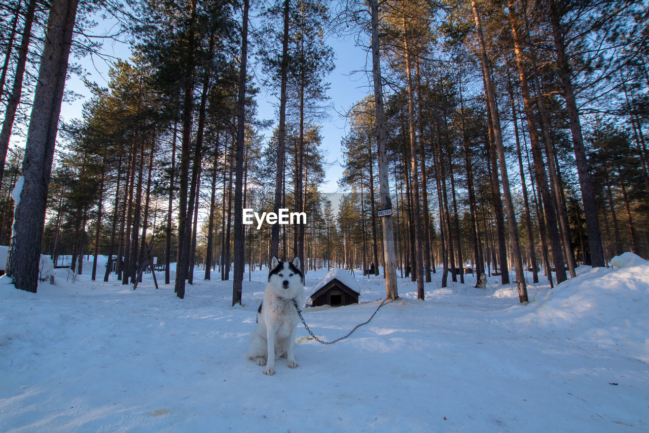 PANORAMIC SHOT OF A DOG ON SNOW COVERED LAND