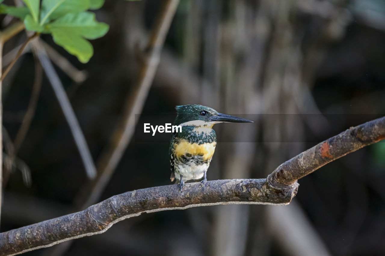 low angle view of bird perching on branch