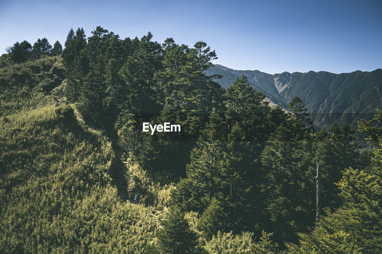 Trees on landscape against sky