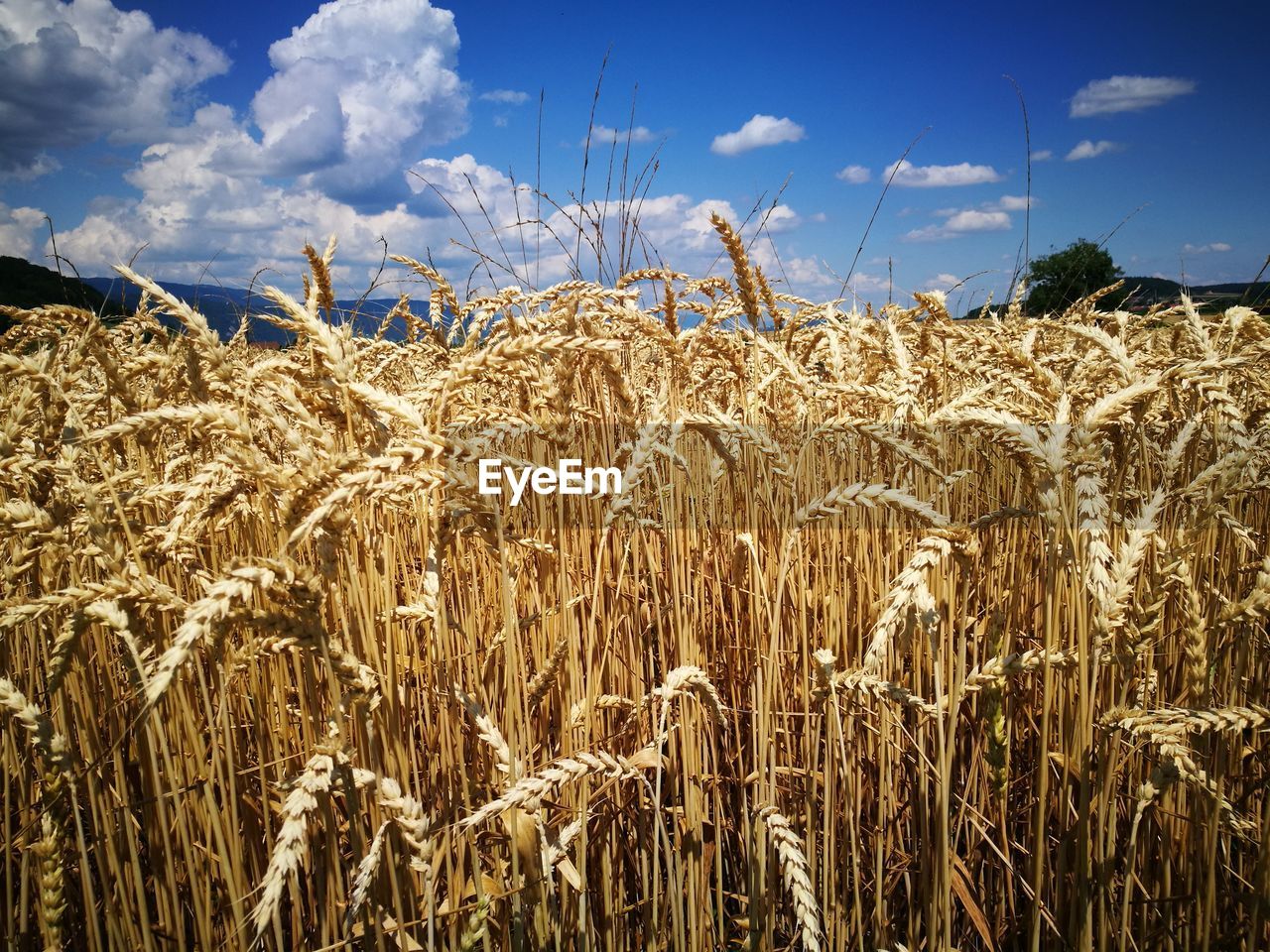 Wheat field against sky