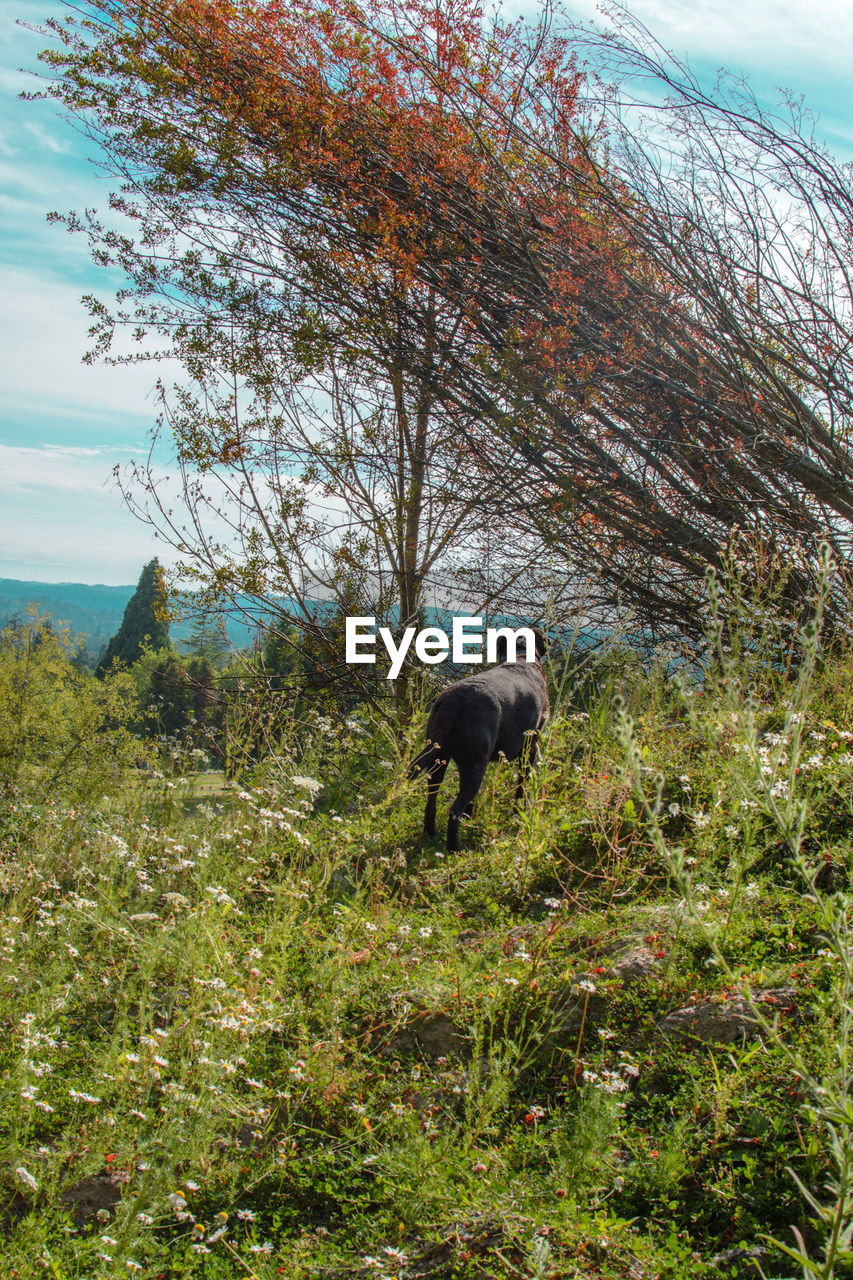 VIEW OF HORSE IN FOREST