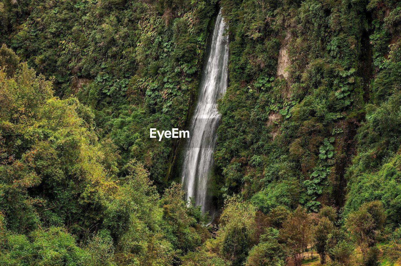 VIEW OF WATERFALL IN FOREST