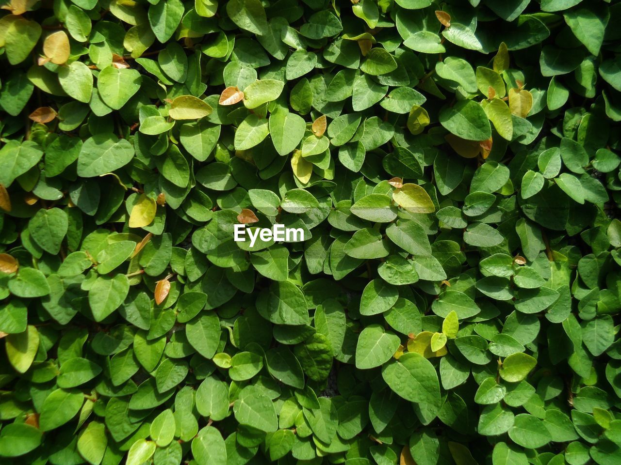 Full frame shot of plants