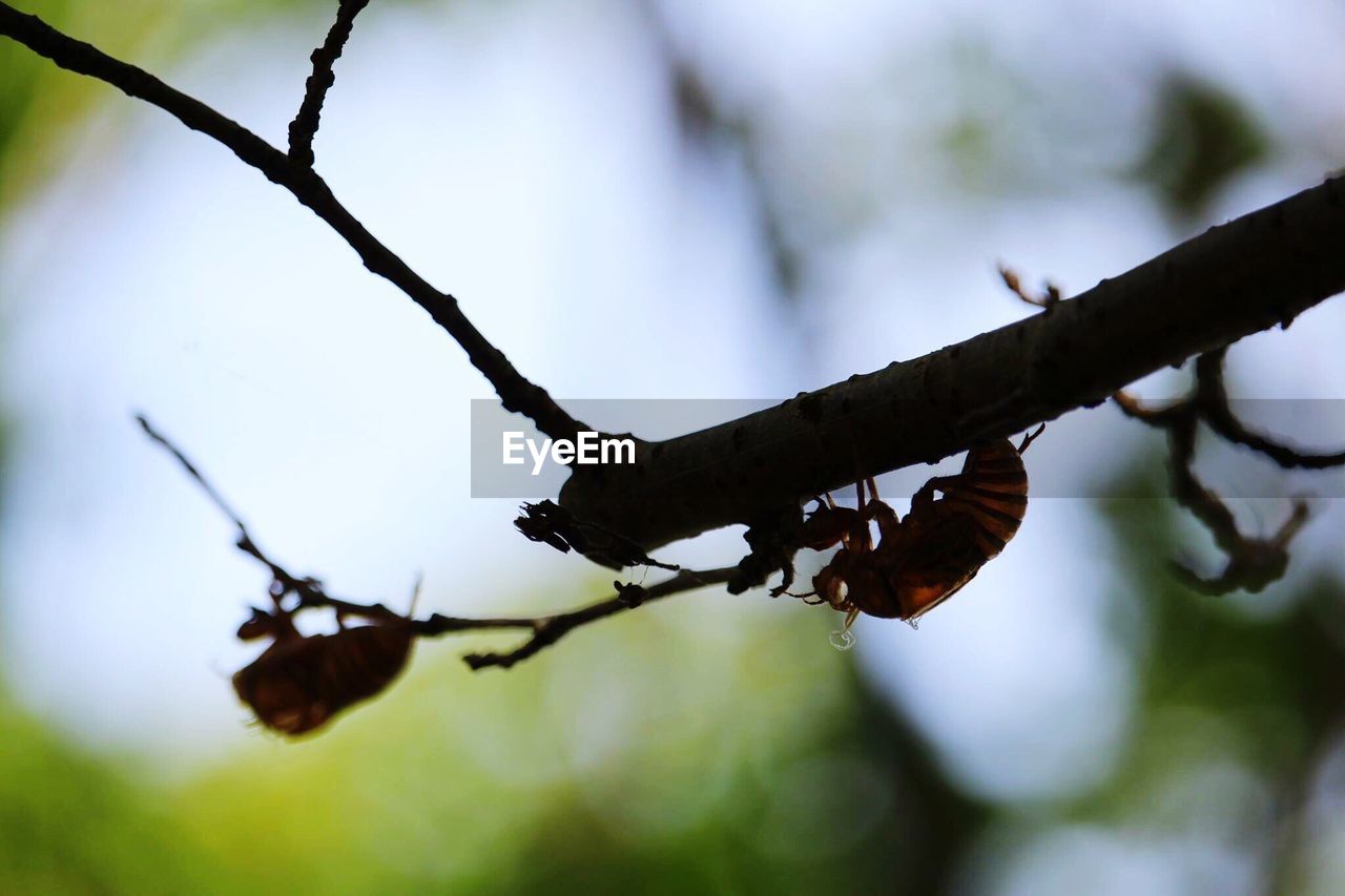 CLOSE-UP OF GRASSHOPPER ON BRANCH