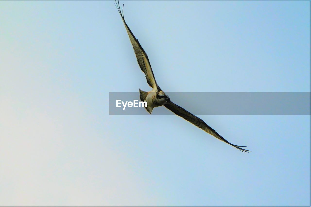 LOW ANGLE VIEW OF BIRD FLYING AGAINST CLEAR SKY