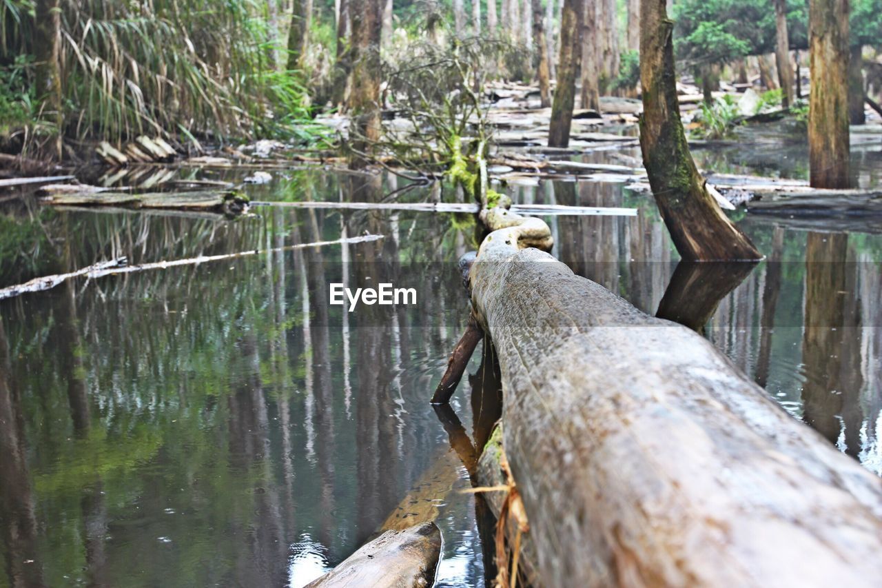 WOODEN LOGS IN FOREST