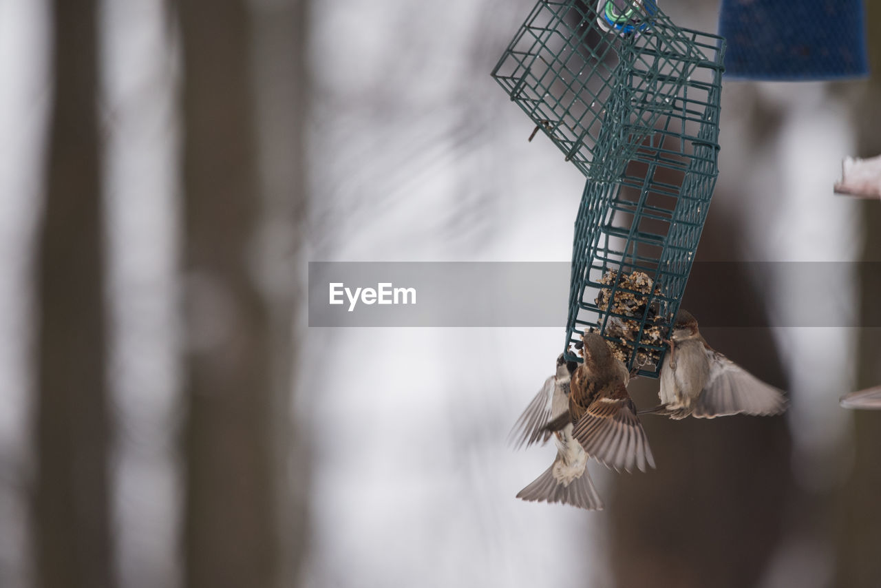 Close-up of bird feeder 