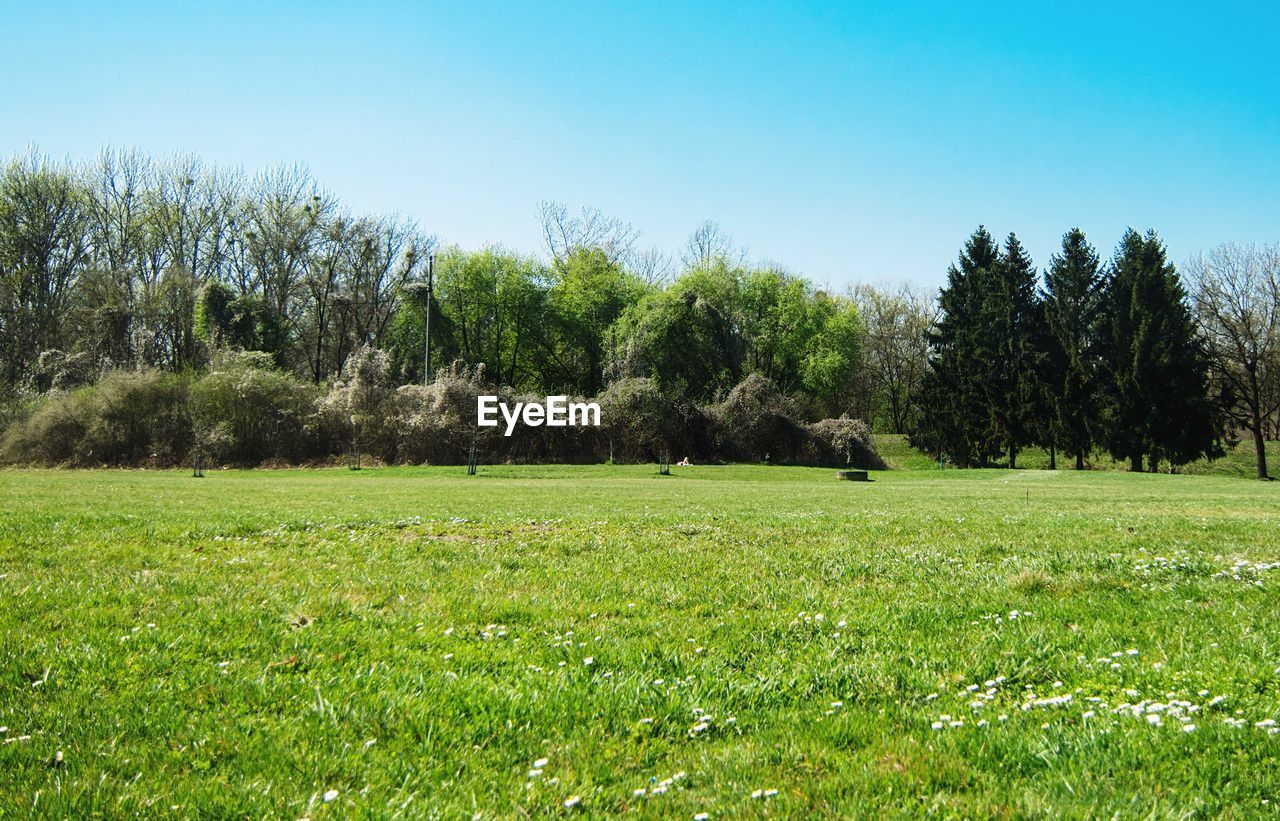 TREES ON GRASS AGAINST SKY