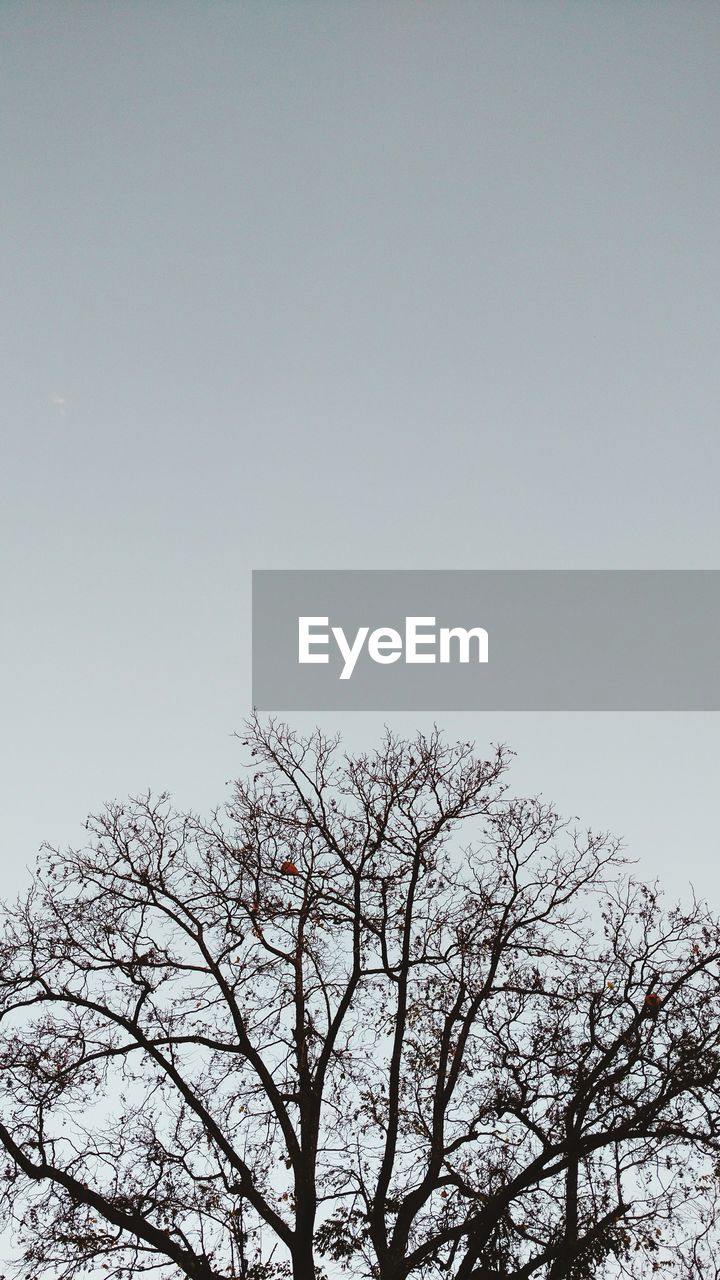 HIGH SECTION OF BARE TREE AGAINST CLEAR SKY