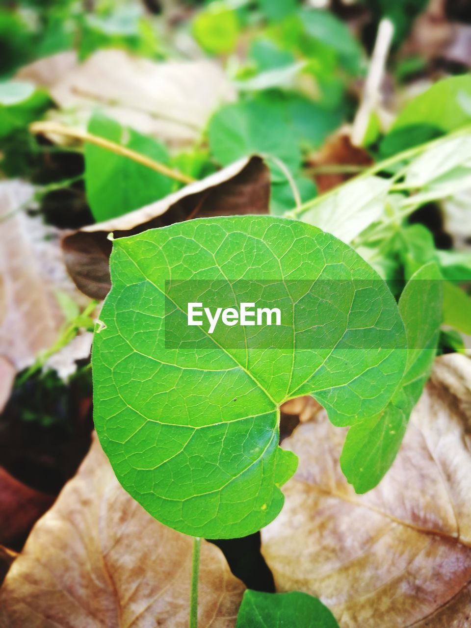 CLOSE-UP OF FRESH GREEN PLANT