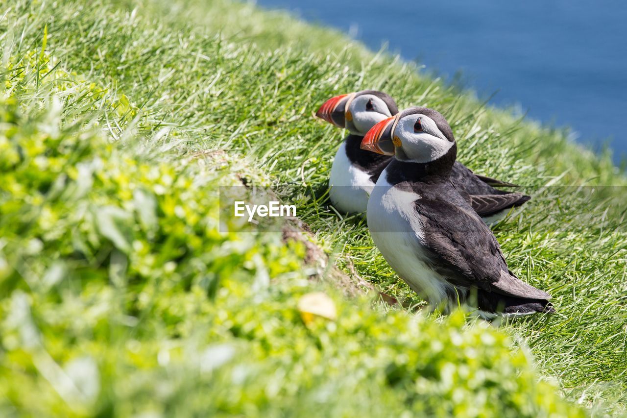 SIDE VIEW OF A BIRD ON FIELD