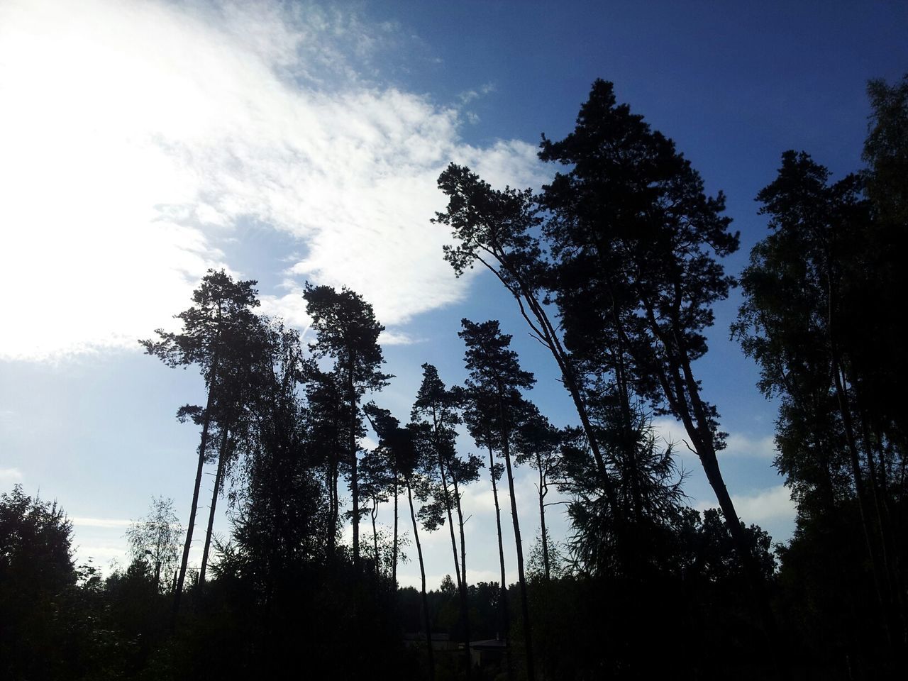 Low angle view of silhouette trees against sky