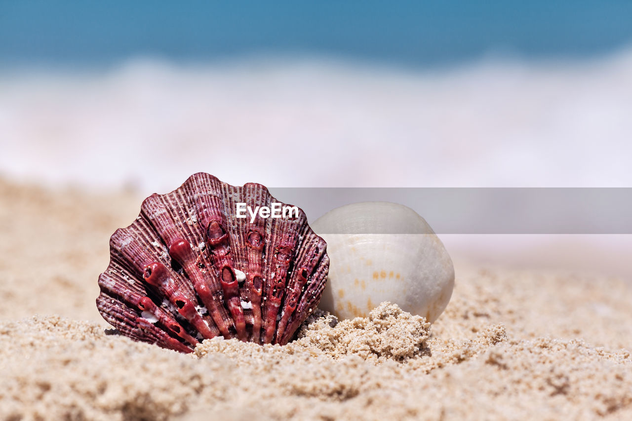 Close-up of seashell on beach