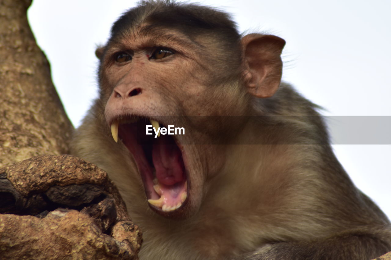 Close-up of a monkey yawning