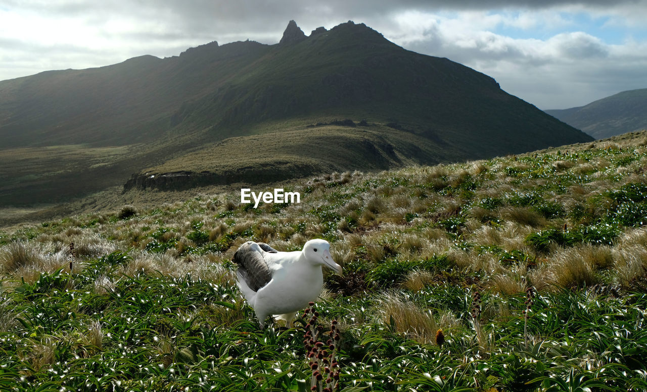 Royal albatross on grassy field against mountain