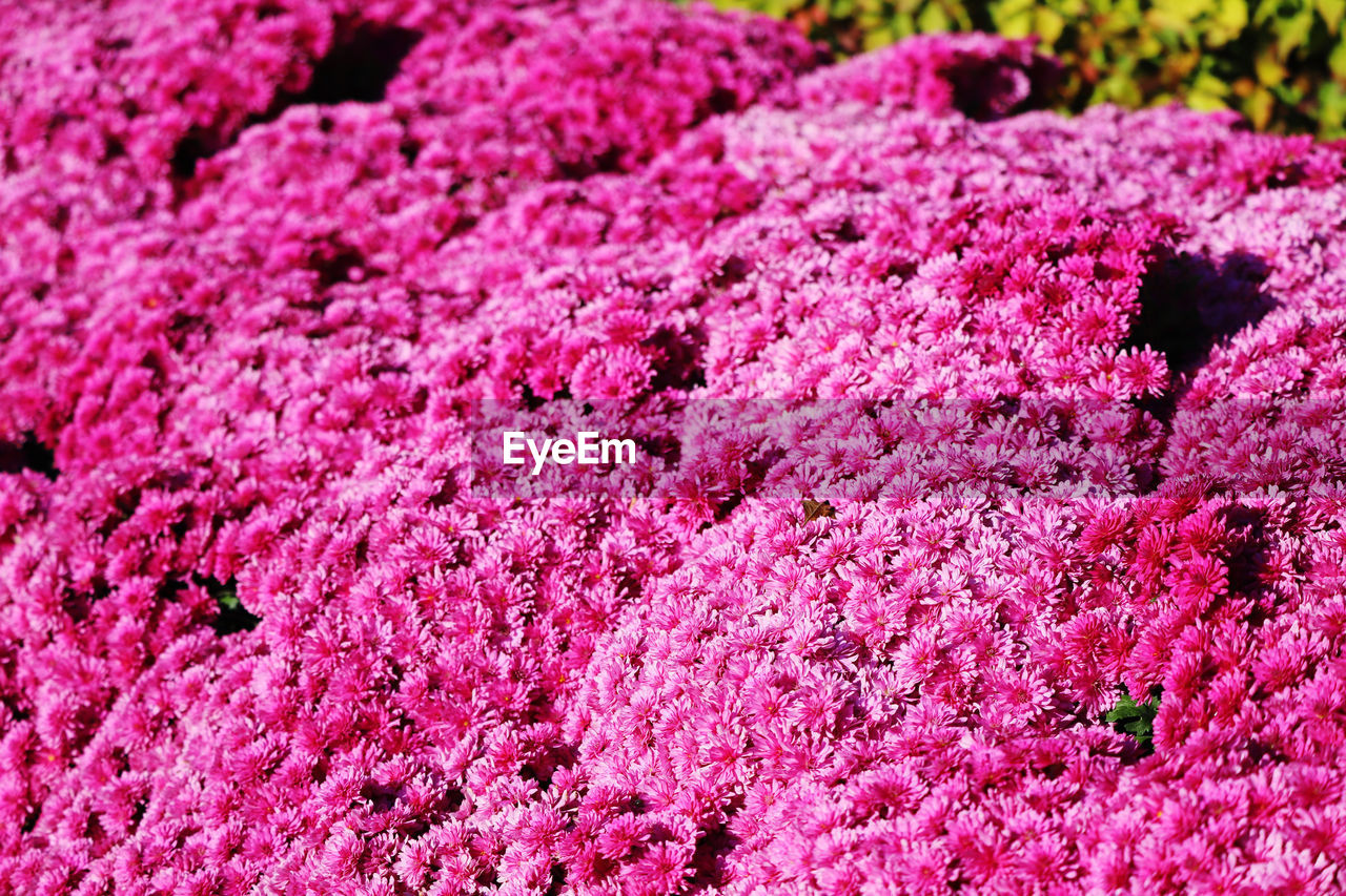 Full frame shot of  chrysanthemum in bloom 