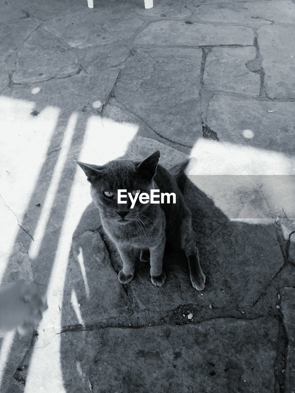 PORTRAIT OF BLACK CAT SITTING ON COBBLESTONE