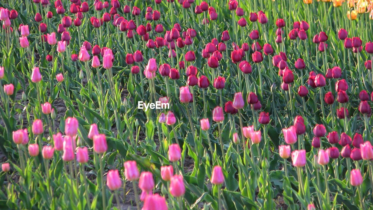 Close-up of pink poppy flowers blooming in field