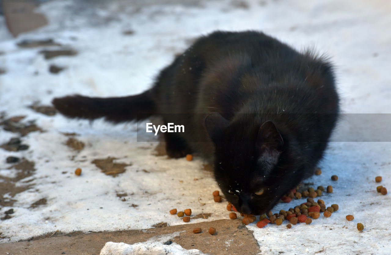 HIGH ANGLE VIEW OF BLACK DOG DRINKING WATER FROM A FLOOR