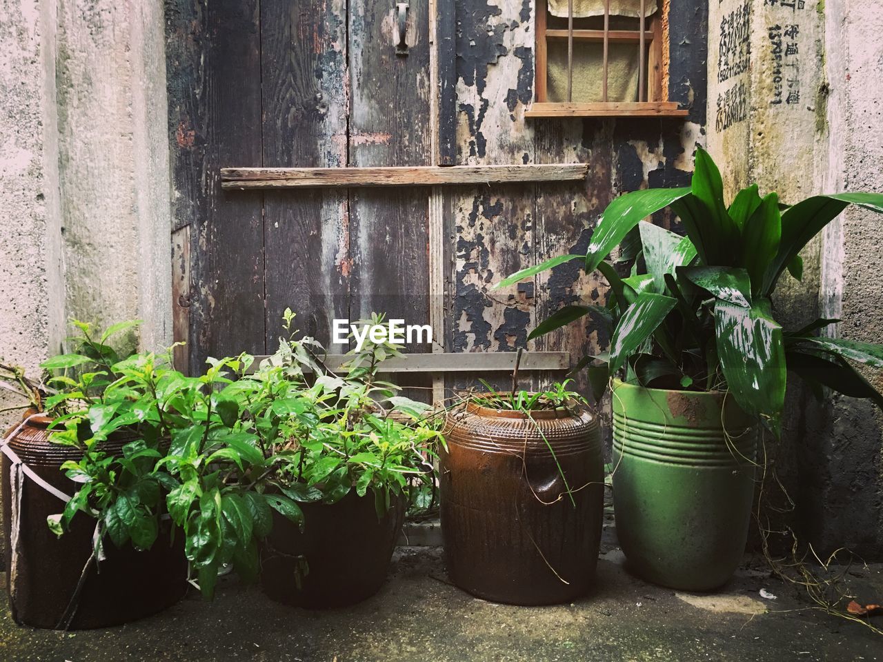 Potted plants against abandoned door in back yard